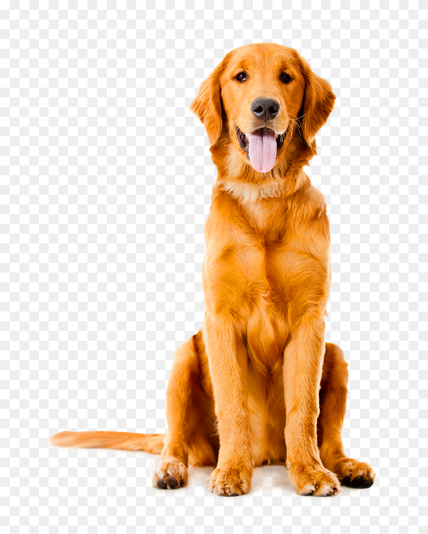Golden Labrador Shepherd German Sitting Dog Pet Clipart - Golden Retriever Png Transparent Png