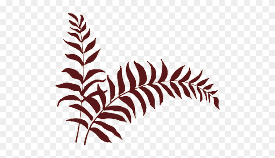 Ostrich Fern Clipart