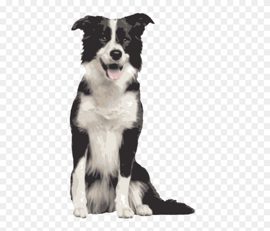 Border Collie Rough Collie Bearded Collie Dog Breed - Border Collie Sheep Dog Clipart