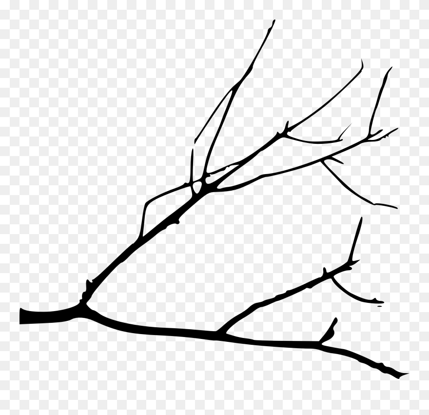 Branch Drawing - Simple Tree Branch Drawing Clipart