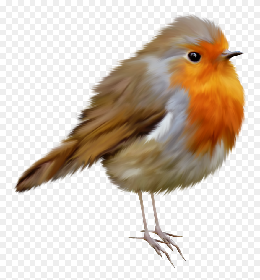 Robin Bird Clipart - Png Download