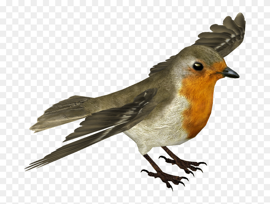 European Robin Transparent Background Clipart