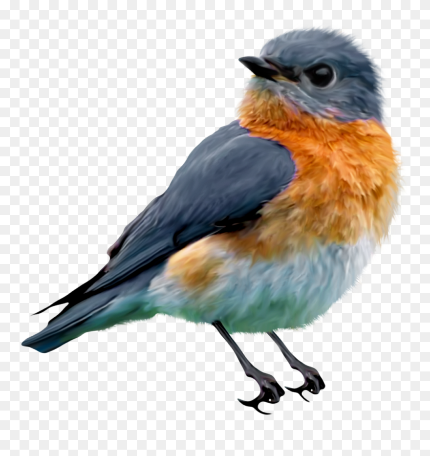 Pencil Drawings Of Bluebirds Clipart