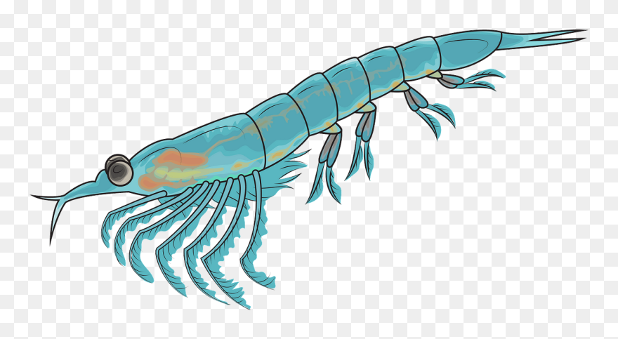 Northern Krill Clipart - Krill Clipart - Png Download