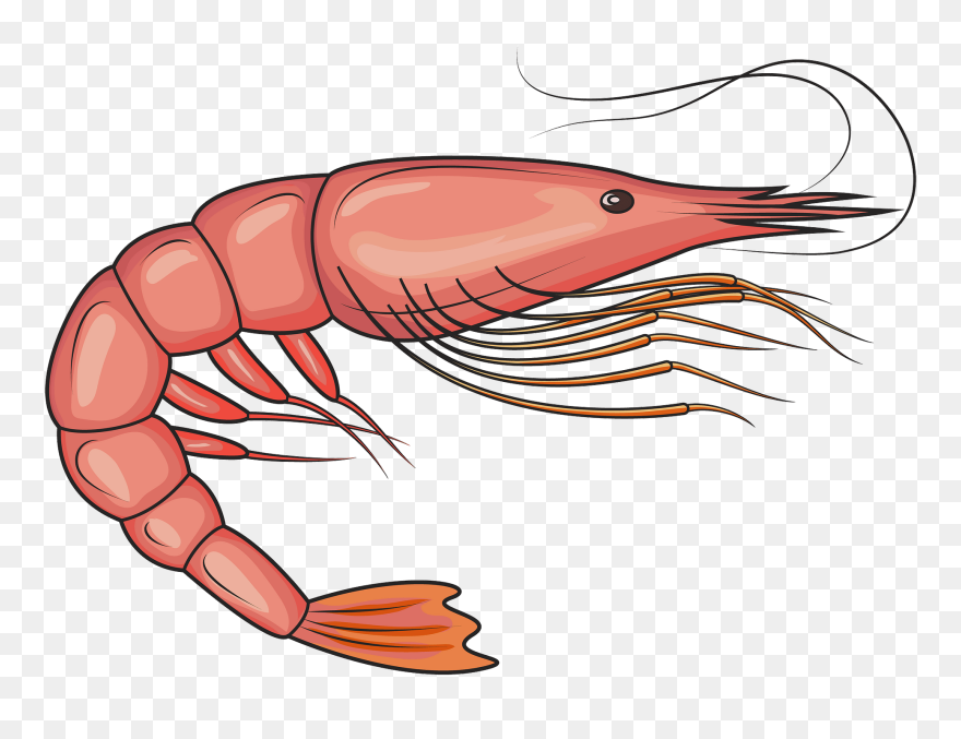 Shrimp Clipart - Png Download
