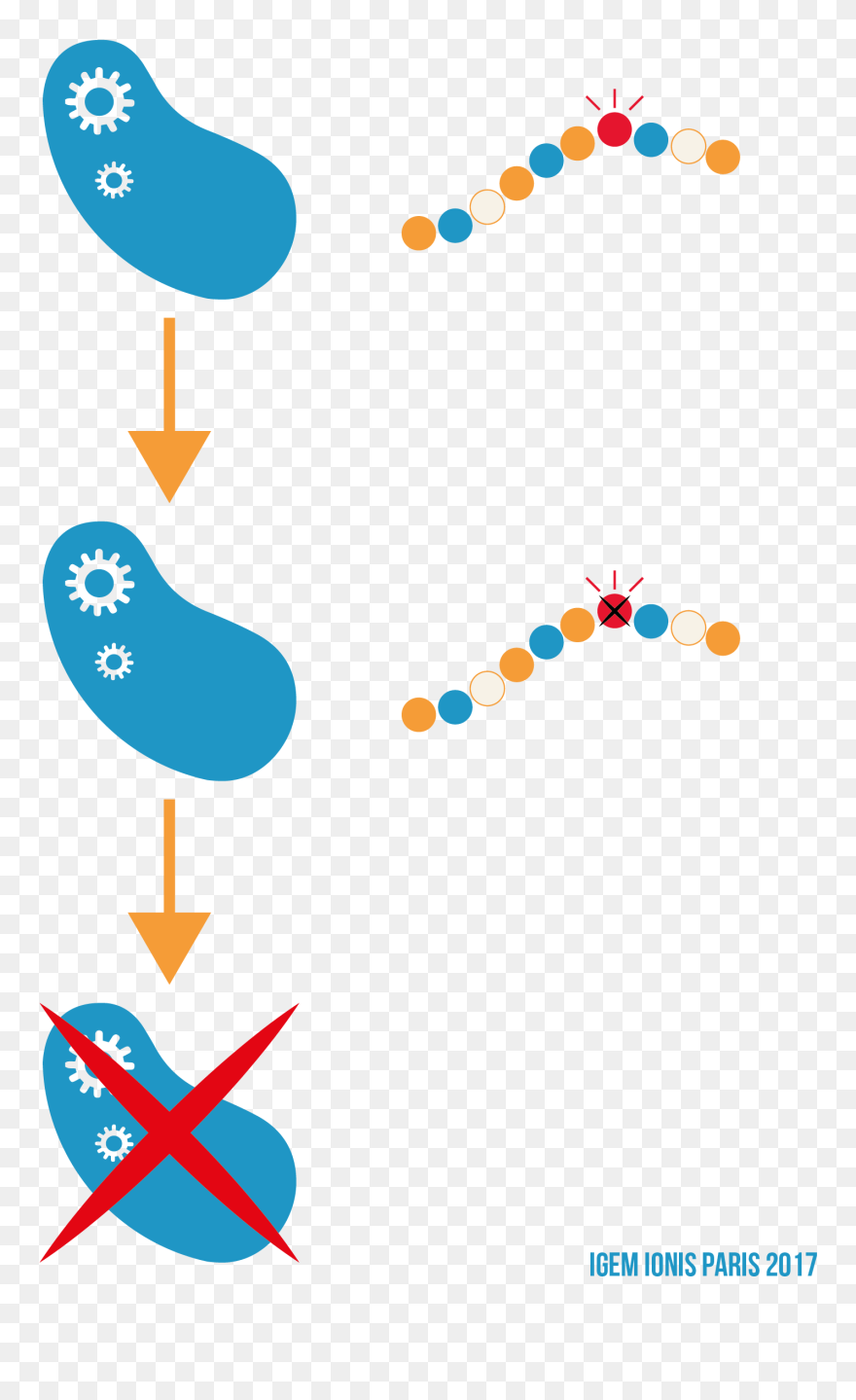 Clip Art - Png Download