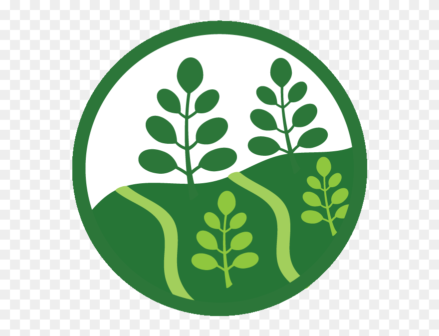 Kuli Kuli, Inc. Clipart