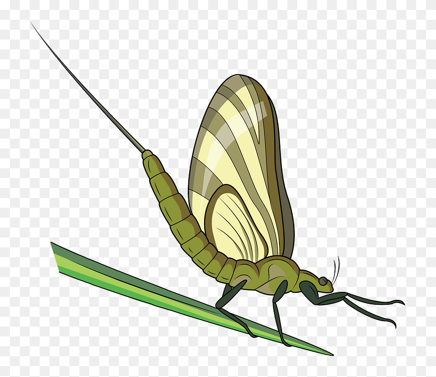Green Drake Mayfly Clipart - Butterfly - Png Download