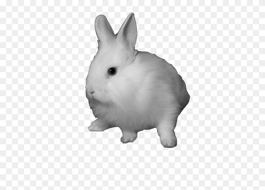 Domestic Rabbit Snowshoe Hare Clip Art - Rabbit Png Transparent Png