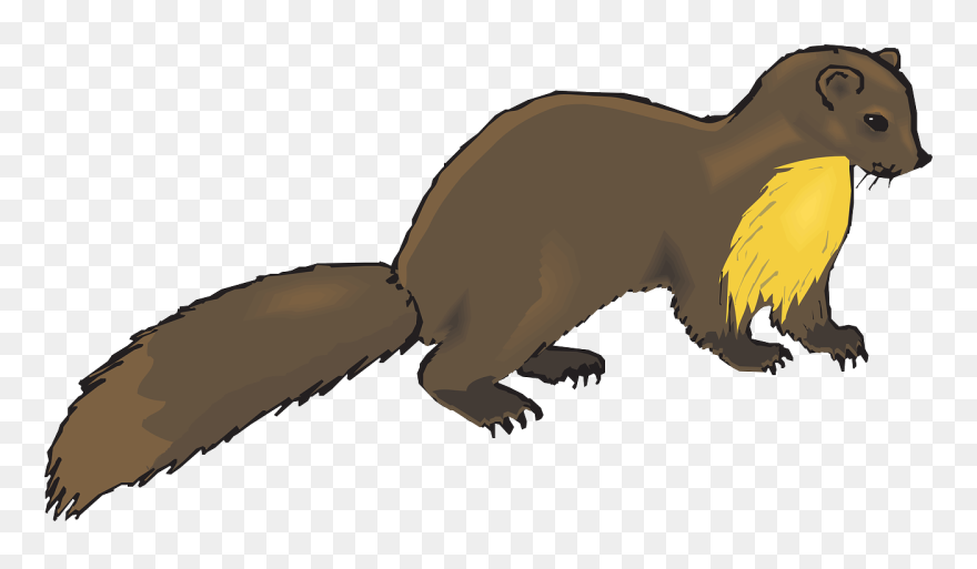 European Pine Marten Weasel Otter Mink Clip Art - Mink Clipart - Png Download