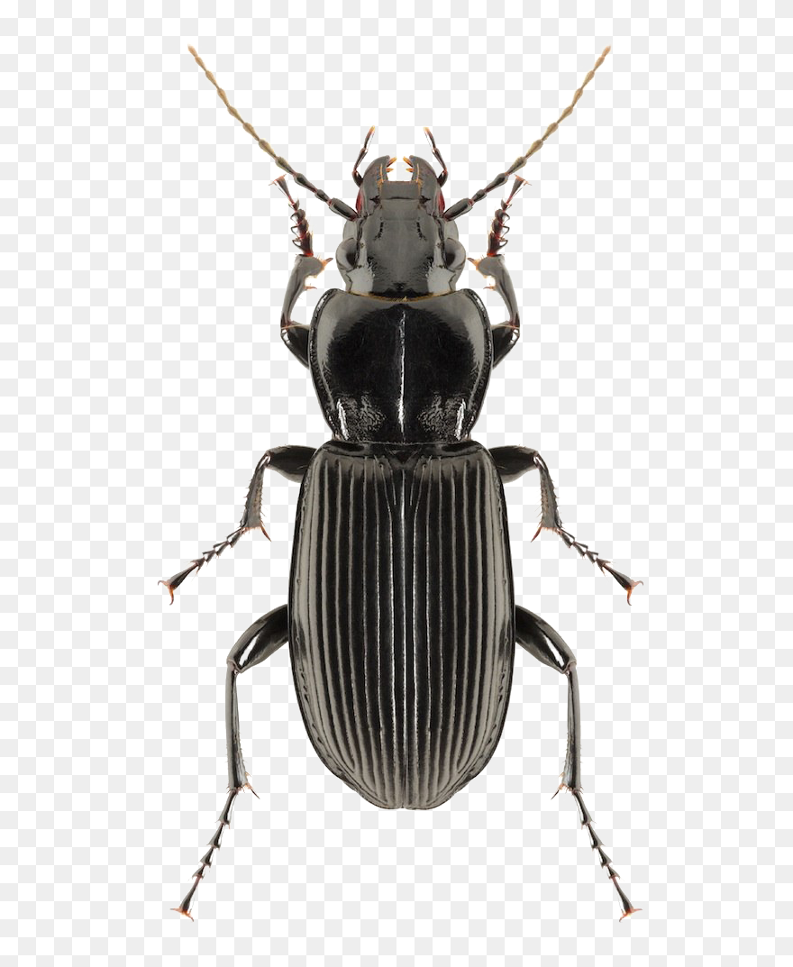 Black Beetle Png Clipart - Bark Beetle Arizona Transparent Png