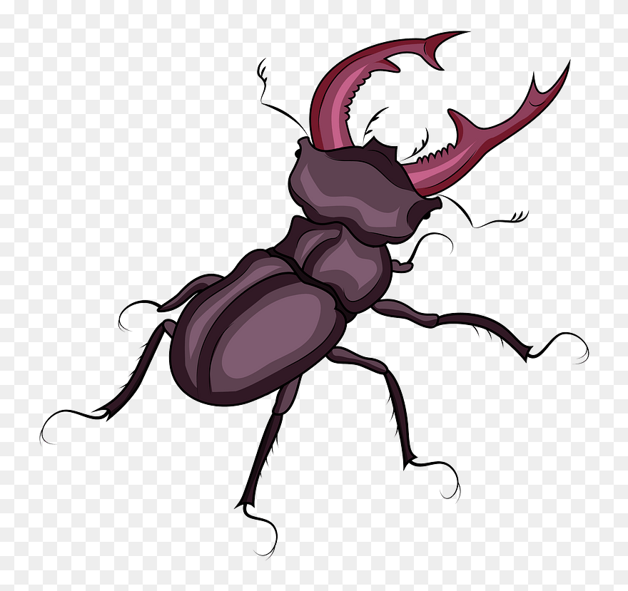 Stag Beetle Clipart - Png Download