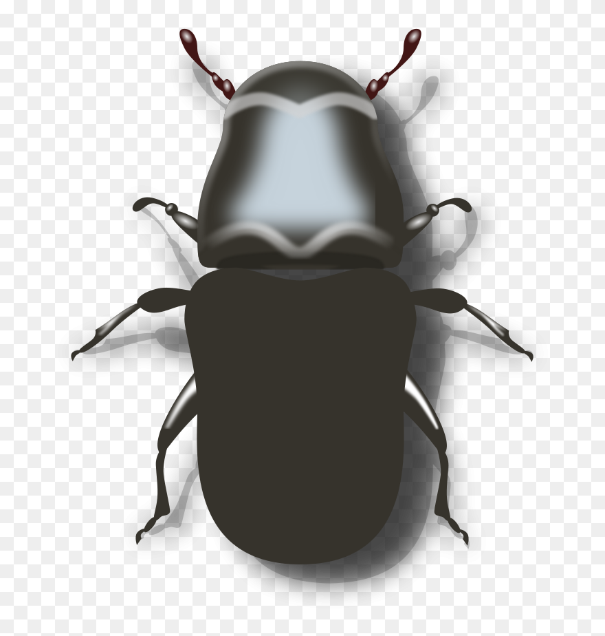 Beetle Clipart Png File Tag List, Beetle Clip Arts - Mountain Pine Beetle Vector Transparent Png