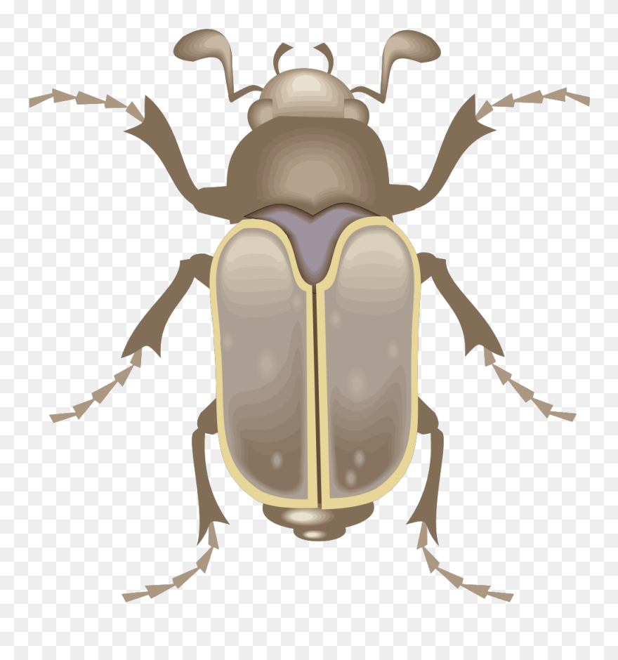 Beetle Art Svg Clip Arts - Metamorphosis Insect Transparent - Png Download