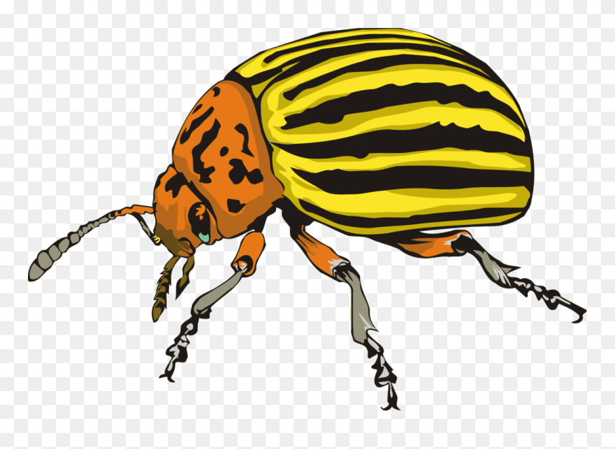 Colorado Beetle Clipart - Colorado Potato Beetle Drawing - Png Download