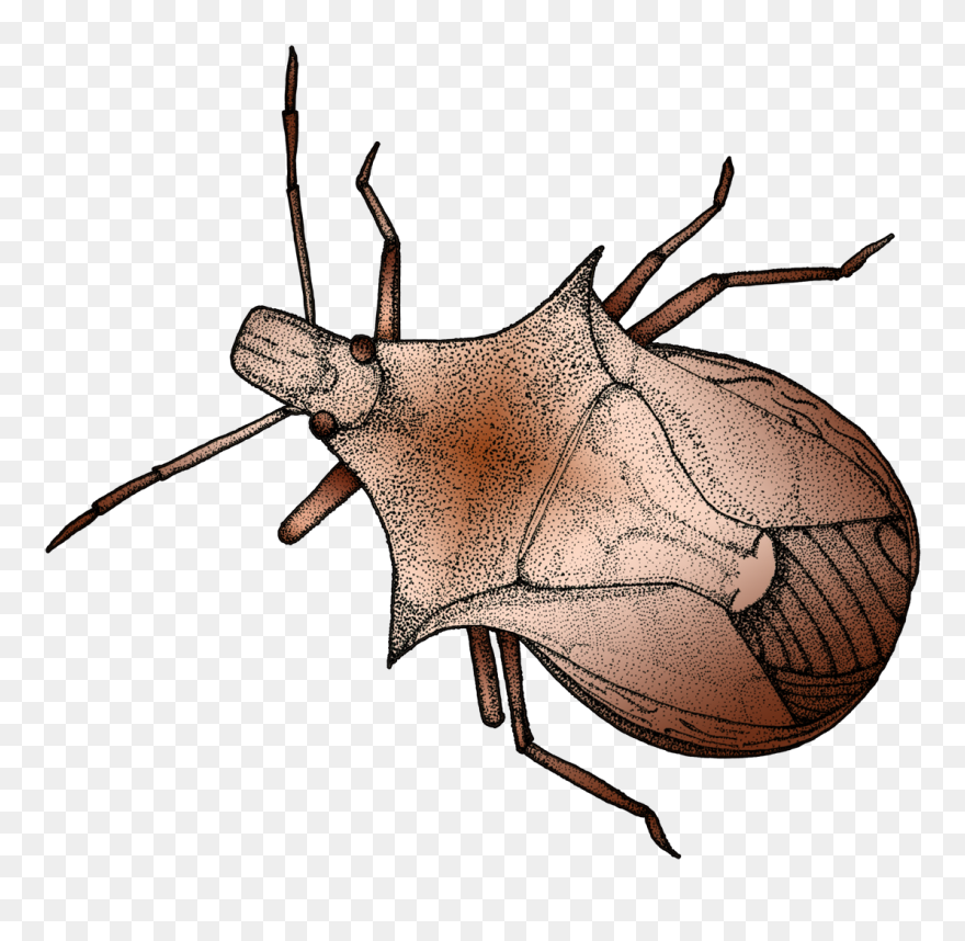 Insect Clipart Stink Bug - Japanese Rhinoceros Beetle - Png Download