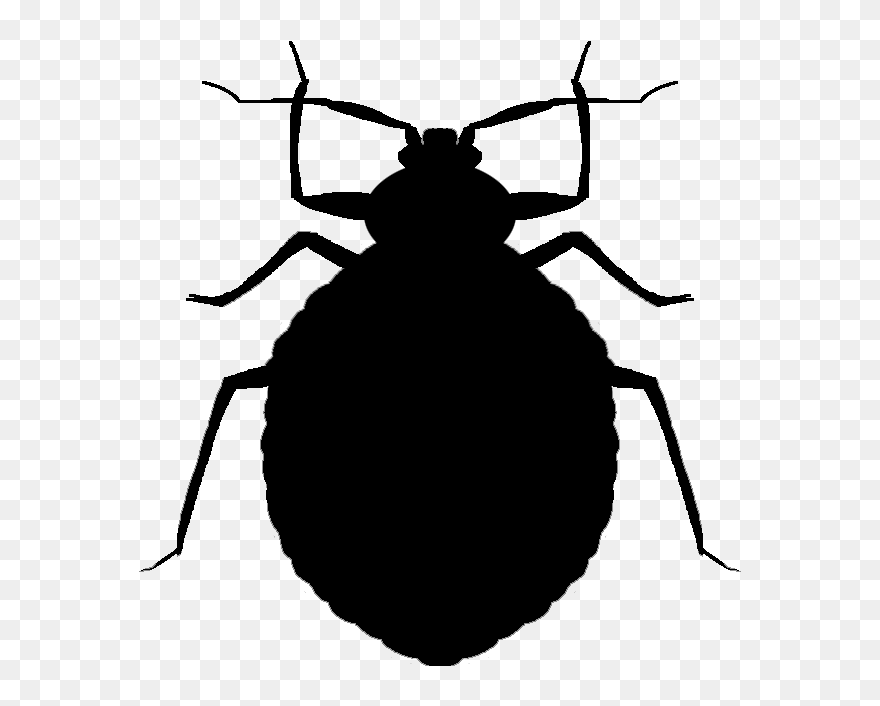 Beetle Outline Png - Bed Bug Vector Png Clipart