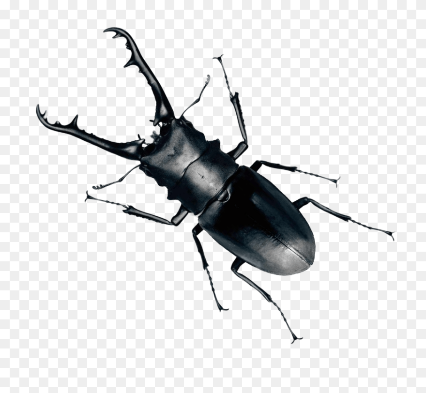 Beetle Png Transparent Images - Beetle Bug Png Clipart