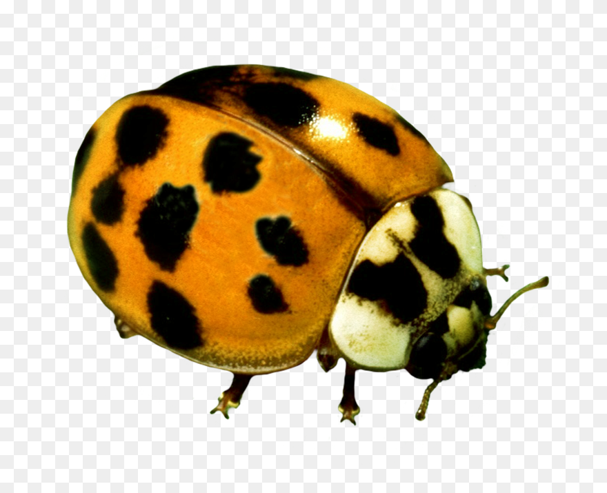 Yellow Ladybug Beetle - Ladybird Beetle Clipart