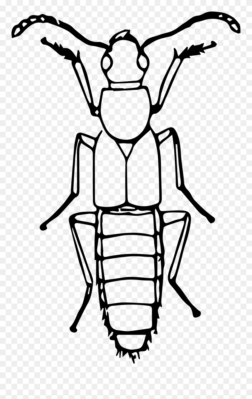 Transparent Bugs Clipart Black And White - Insect Clipart Black And White - Png Download