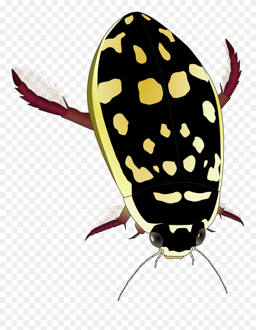 Thermonectus Marmoratus Wikipedia - Yellow And Black Water Beetle Clipart