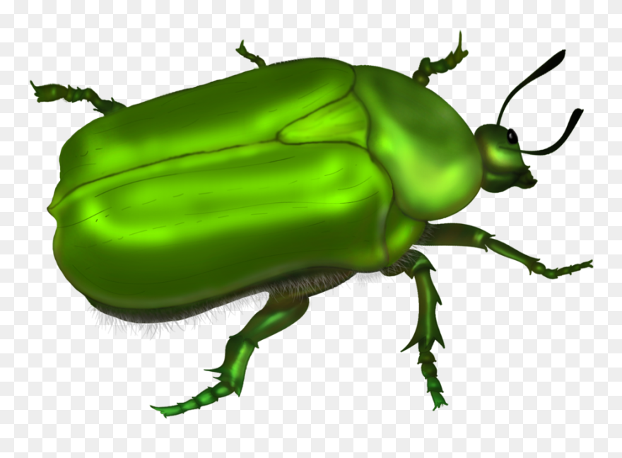 Beetle Drawing Clip Art - Green Beetle Clipart Beetle - Png Download