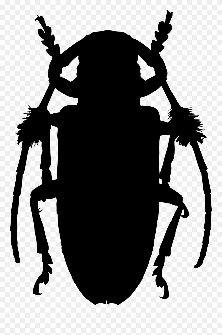 Transparent Cockroach Clipart - Beetles - Png Download