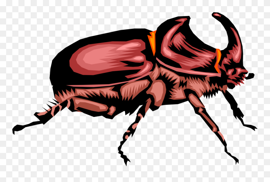 Vector Illustration Of Rhinoceros Scarab Horn Beetle - Rhinoceros Beetle Cartoon Clipart