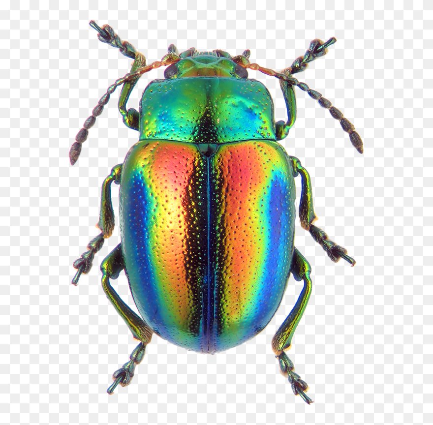 Drawing Bugs Japanese Beetle Transparent Png Clipart - Chrysolina Fastuosa