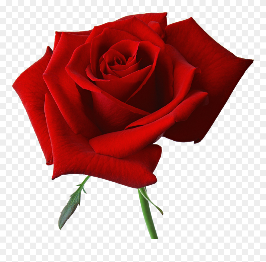 Free Rose Image, Download Free Clip Art, Free Clip - Red Rose Png Hd Transparent Png