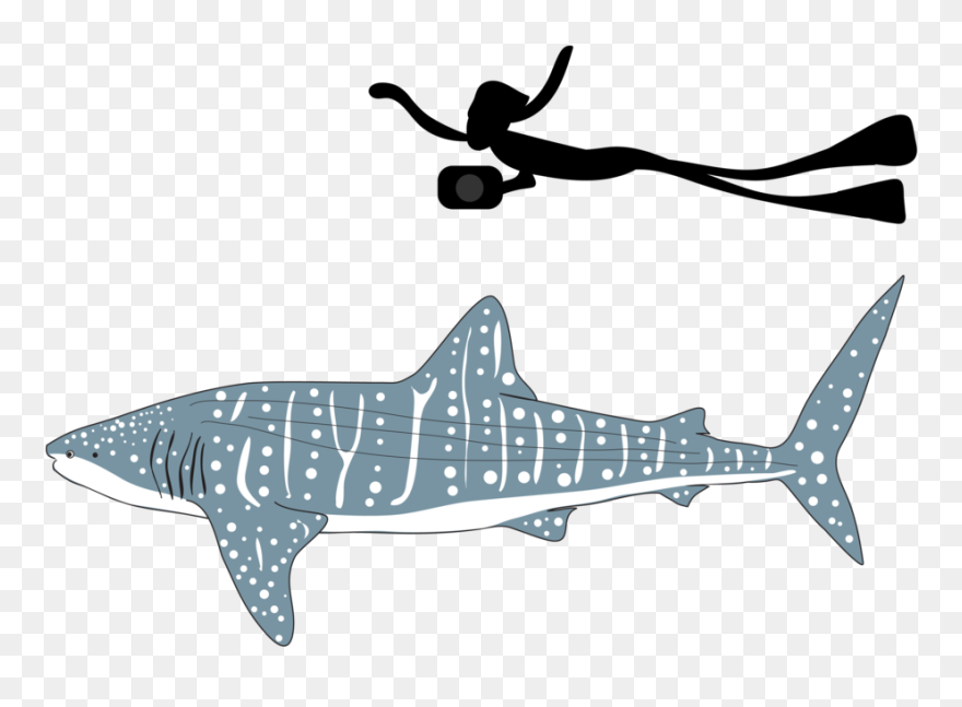 Be Part Of The Solution Whale Shark Png - Transparent Whale Shark Png Clipart