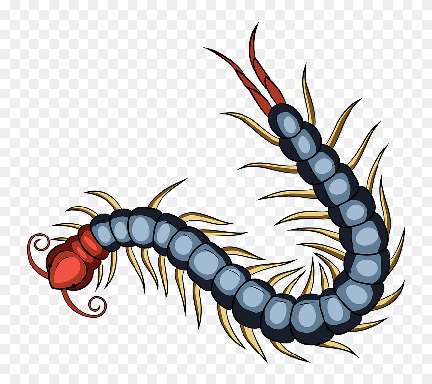 Chinese Red Headed Centipede Clipart - Centipede Png Transparent Png
