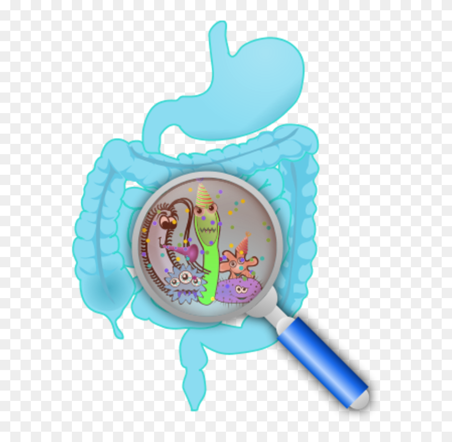 Human Intestine With A Zoom Lens Showing Organs - Gut Probiotics Clipart