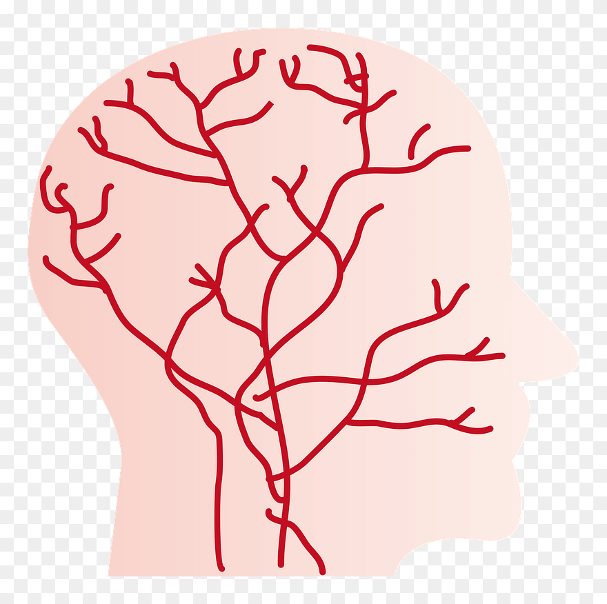 Blood Vessel Head Clipart - Png Download