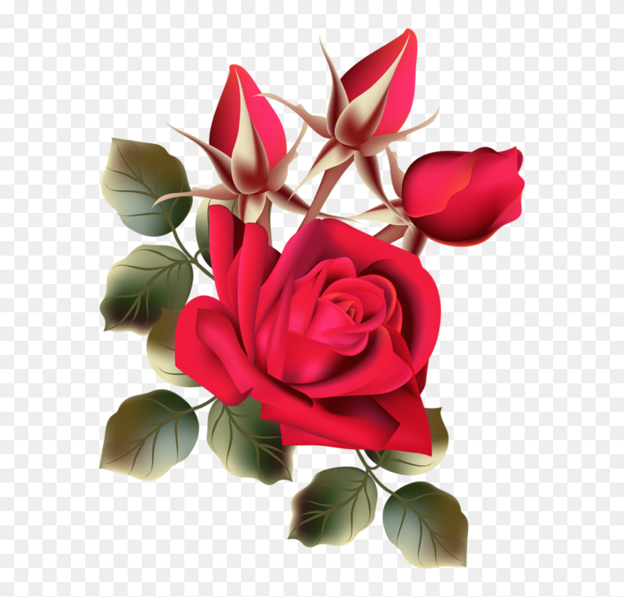 Red Flower Clipart Roze - Hd Flower Rose - Png Download