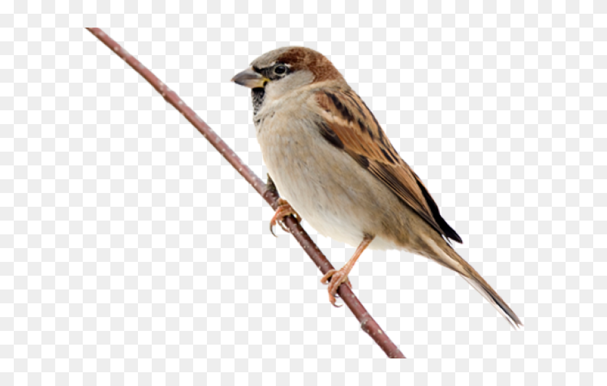Sparrow Bird Hd Png Clipart