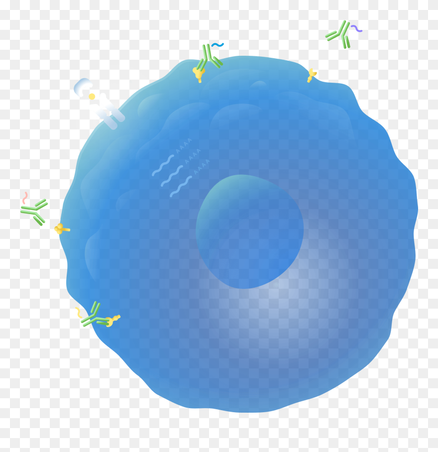Single Cell Immune Profiling - Circle Clipart