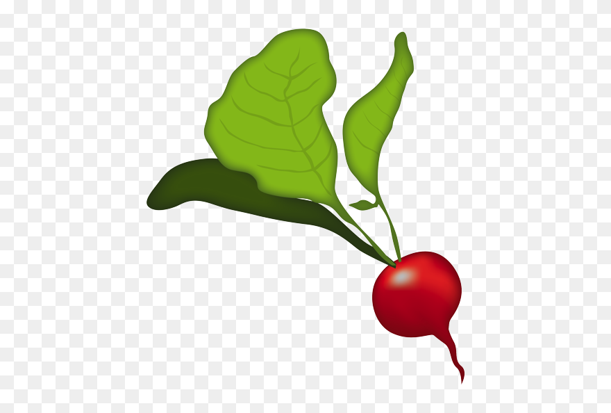 Radish Clipart