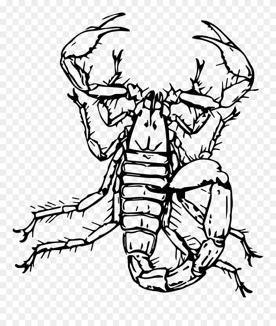 Insects Clipart Scorpion - Gambar Sketsa Kalajengking - Png Download