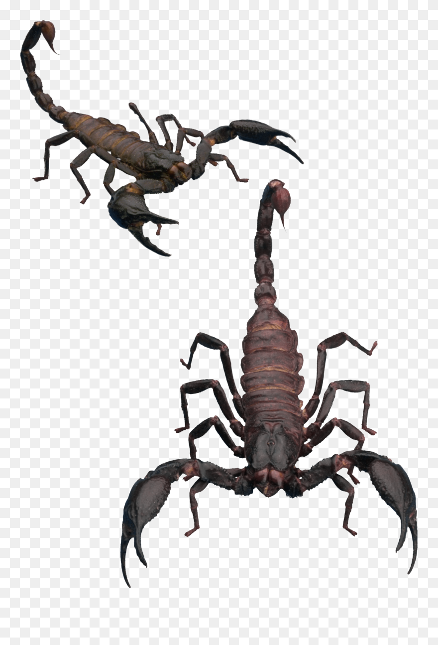 Download And Use Scorpions Png Clipart - Scorpion Transparent Background