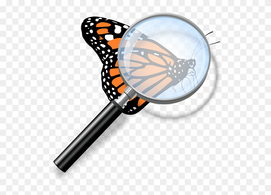 Monarch Butterfly Clipart Transparent Background - Png Download