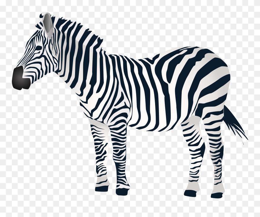 Zebra Download Clip Art - Png Download