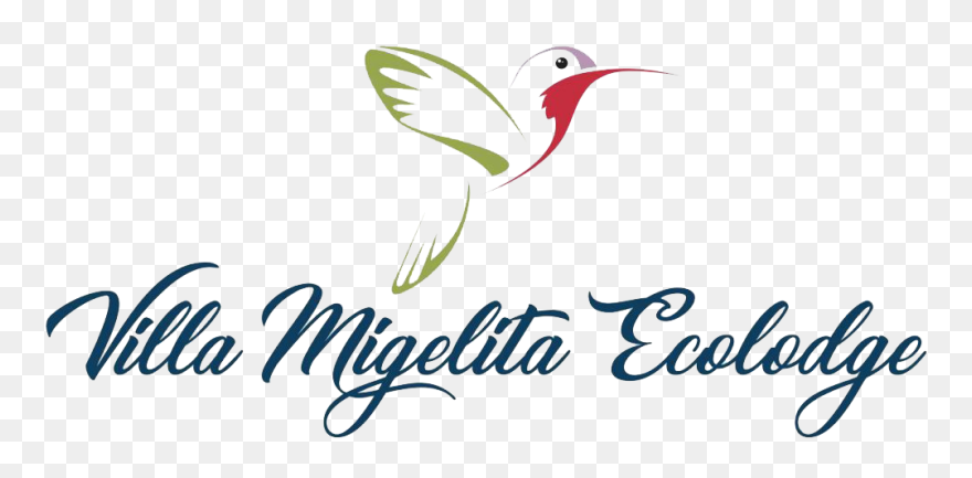 Ruby-throated Hummingbird Clipart