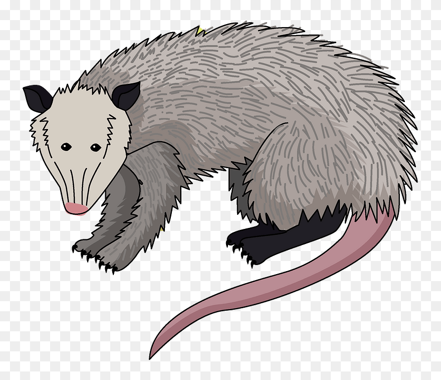 Possum Clipart - Cartoon - Png Download