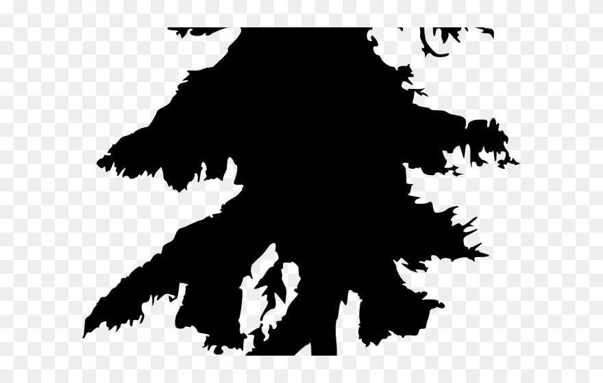 Drawn Pine Tree Silhouette Tall Pine Tree Graphic- - Silhouette Pine Tree Drawing Clipart