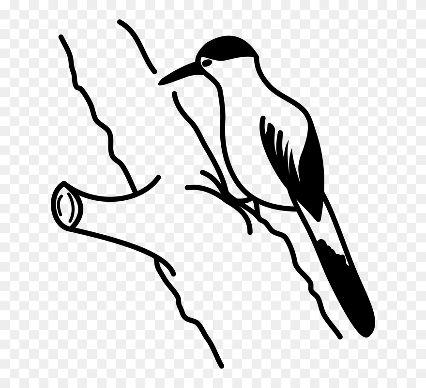 Woodpecker Png - Woodpecker Png Black And White Clipart