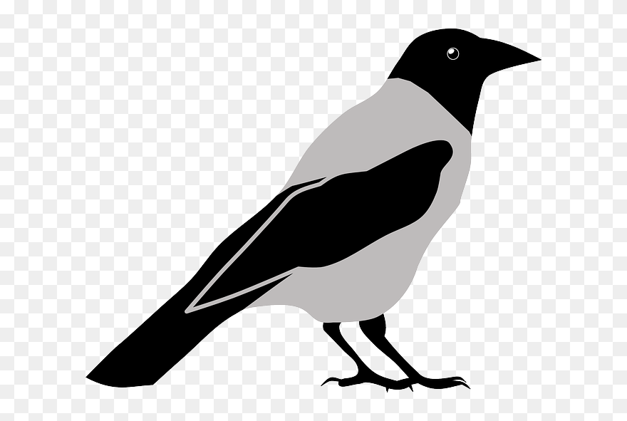 Animal, Bird, Crow, Magpie - Crow Clipart Png Transparent Png