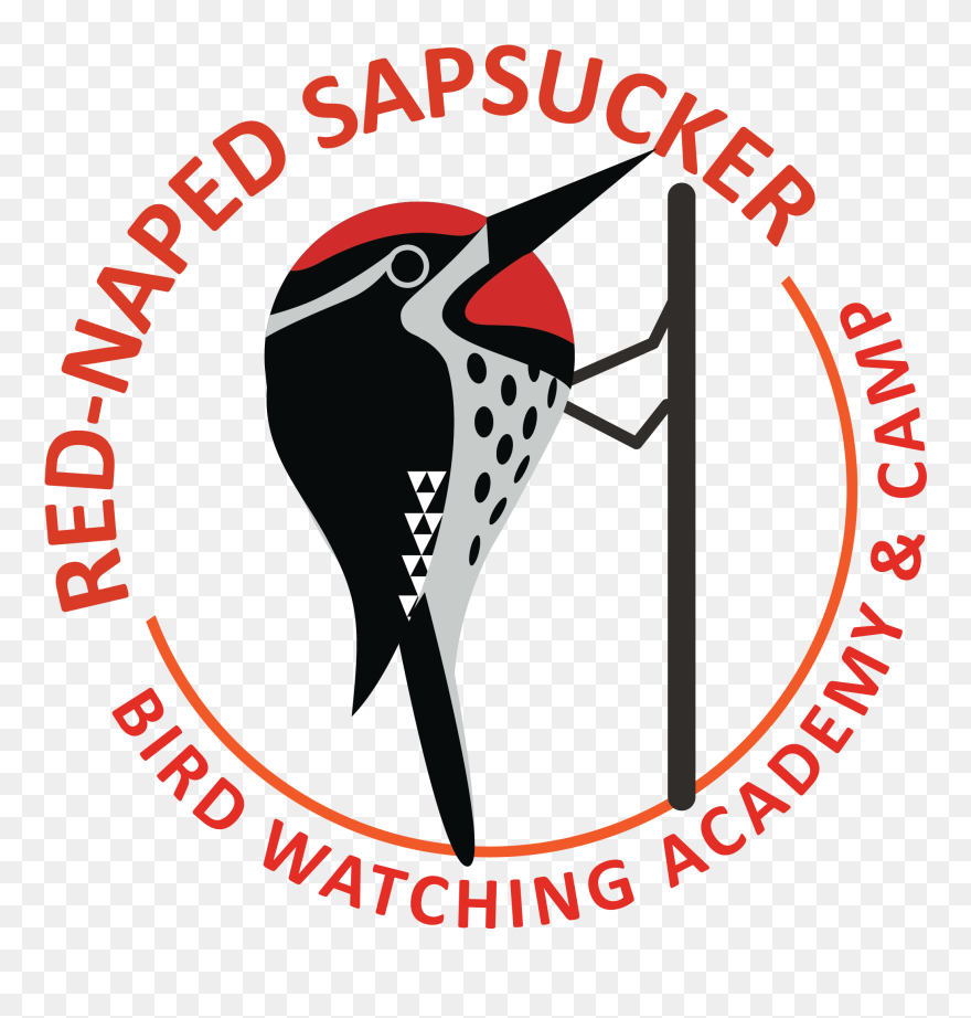 Red-naped Sapsucker Picture Clipart