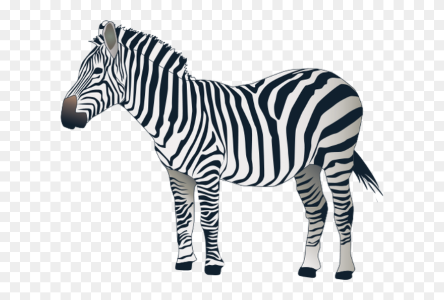Transparent Background Zebra Png Clipart