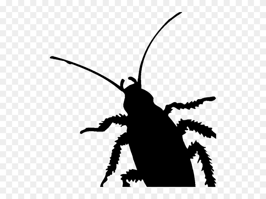 Cockroach Insect Pest Silhouette Clip Art - Diagram Of A Cockroach - Png Download